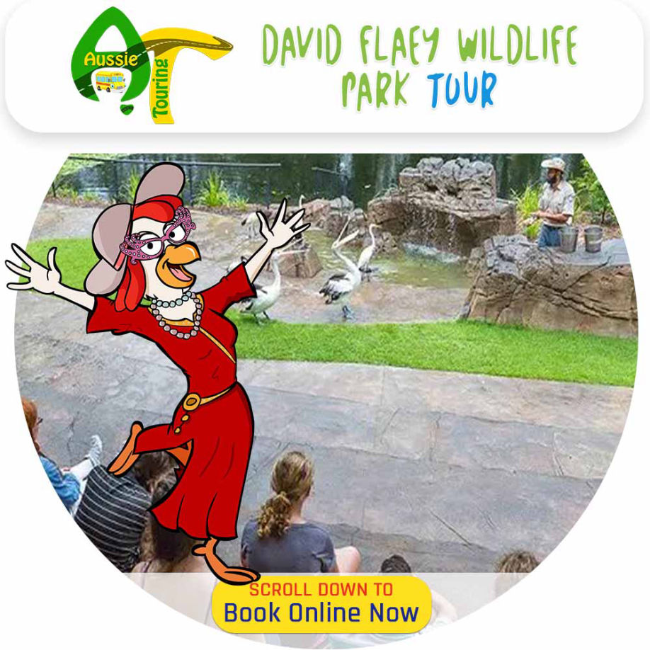 David Fleay's Wildlife Park, Eunundi Markets and Sunshine Coast Tours Aussie Touring Mount Tamborine Wine Tours, Cooee Tours Australia Bus Tour Company with Mercedes Benz Buses for Winery Tours, Nature Tours, City Tours, Fun Tours, Golf Tours, Queensland, Brisbane, Toowoomba, Gold Coast, Sunshine Coast, Cairns, Wide Bay, Bryon Bay, Sydney