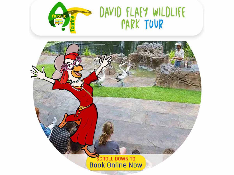 david fleay wildlife park tour,Eumundi Markets, Sunshine Coast, Hinterland Aussie Touring Bus Tour Company with Mercedes Benz Buses for Winery Tours, Nature Tours, City Tours, Fun Tours, Golf Tours, Queensland, Brisbane, Toowoomba, Gold Coast, Sunshine Coast, Cairns, Wide Bay, Bryon Bay, Sydney, food world northern rivers